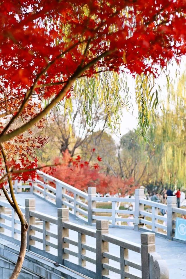 武汉冬日已“枫”神，全部地铁直达