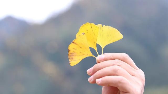 普安山川风物 || 地瓜鲁沟：银杏树下幸福人家