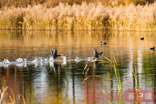 印象港区｜满目金黄，是秋写给冬的告白
