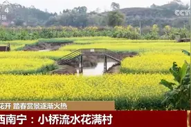 春暖花开时踏春赏景逐渐火热 以花为“媒”促“春日经济”盛放图片