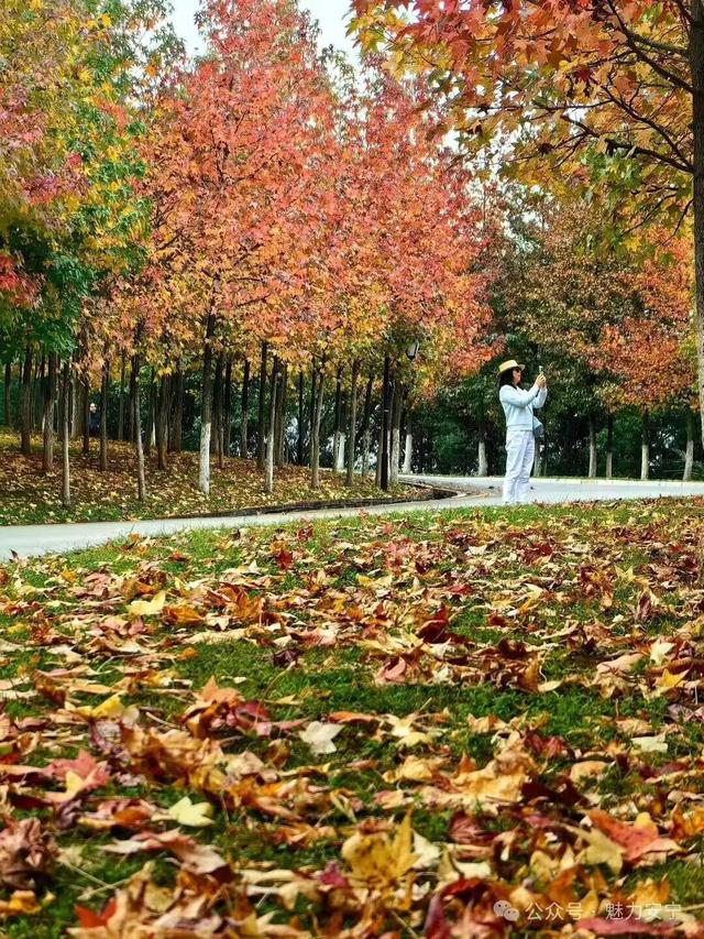 安宁玉龙湾的深秋，以枫林的暖，织就一场浪漫之约