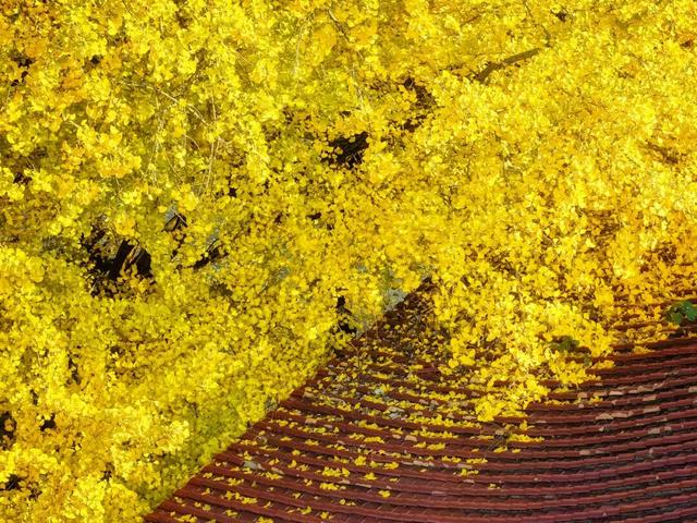 一年只此一季！鄂州网红古银杏进入最佳观赏期，错过再等一年！