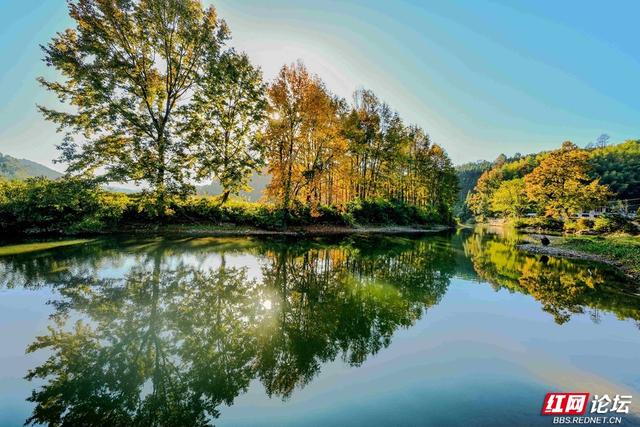 枫红时节，邂逅通道的诗意初冬