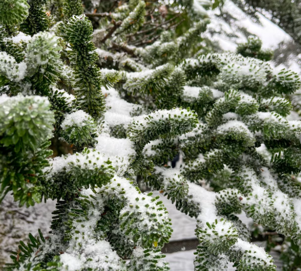 秋日雪景 | 凉山深秋, 一场不期而遇的秋雪