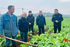 衡山：农技指导进田间，呵护油菜安全过冬图片
