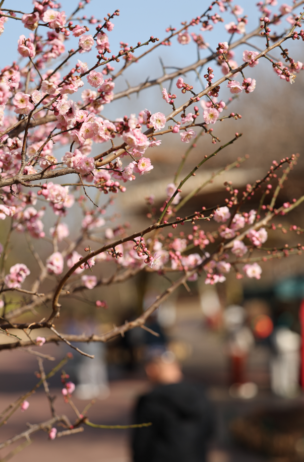 快冲！即将开遍日照！