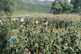 河北阜平：特色种植生“金”产“银” 助力乡村振兴图片