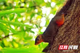 湖南新宁：濒危野生物种赤腹松鼠“落户”瑶乡图片