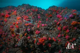 全球海洋正不断酸化，怎么办？图片