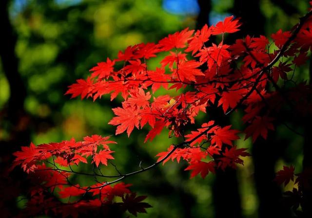山水胜境 国枫本溪丨秋季赏枫十条线路（三日篇）