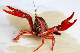 吃小龙虾的正确打开方式图片