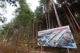 （社会）浙江庆元点亮“金色”林业图片