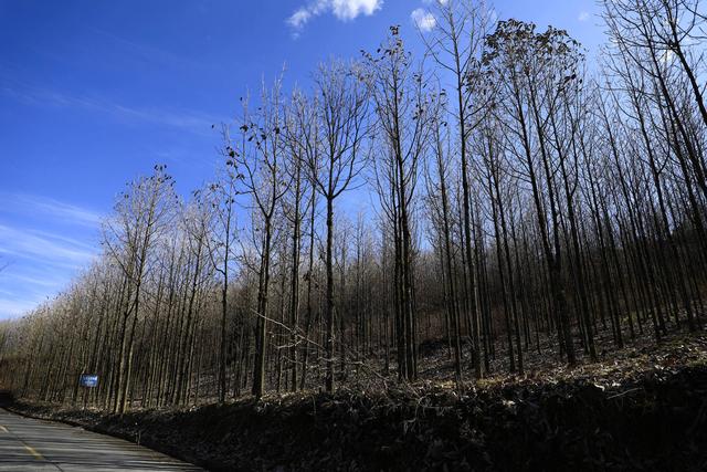 诗画冬日鹤峰：致敬冬日高山树木