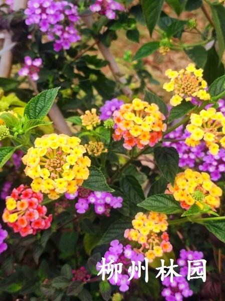 【绿化处】前茅公园冬日花海绽放