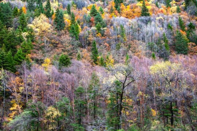 水杉红了！这片「顶流火焰」，再不看就等明年了