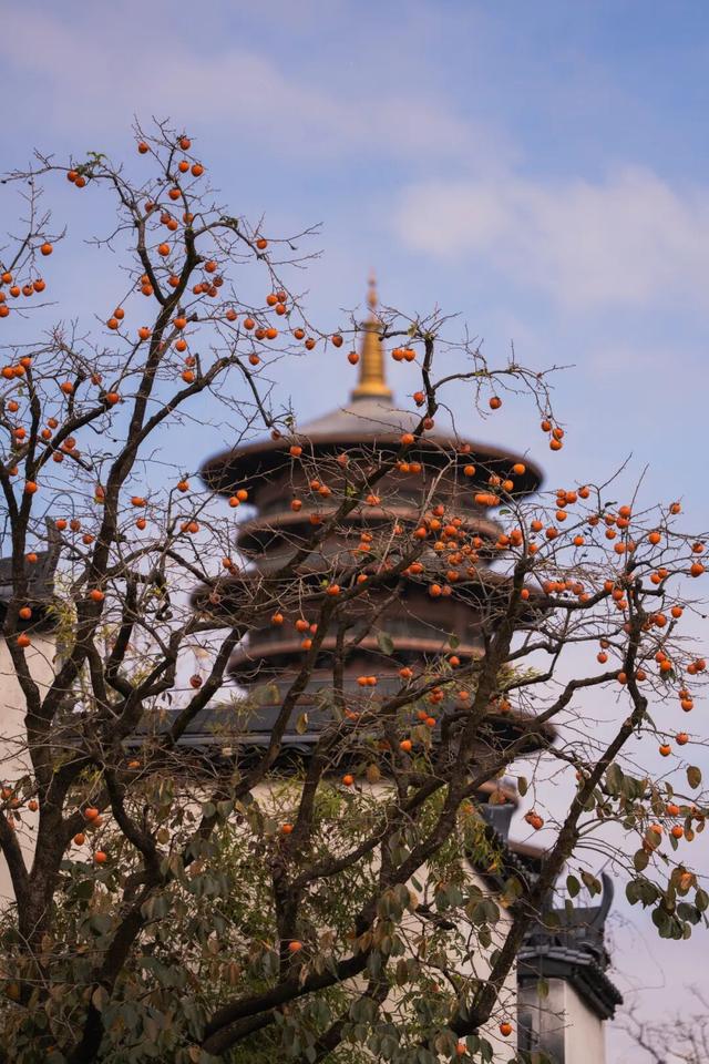“好柿发生”～婺女洲的“柿”情画意你体验过吗？
