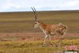 青藏高原的藏羚羊图片