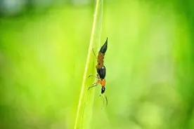 误以为是蚊子，女孩拍死脸上隐翅虫差点毁容！医生：遇见它这样做……图片