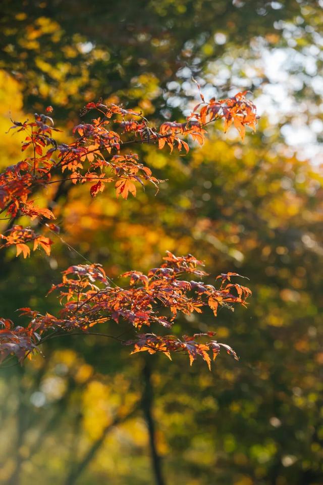 东湖秋日图鉴②｜邂逅听涛，定格秋的独家记忆