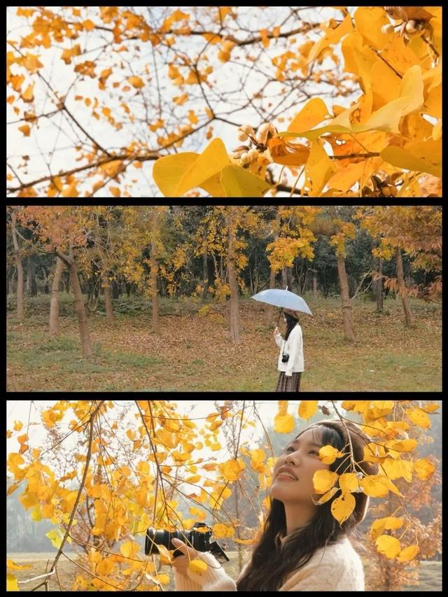 合肥的秋天，不基础
