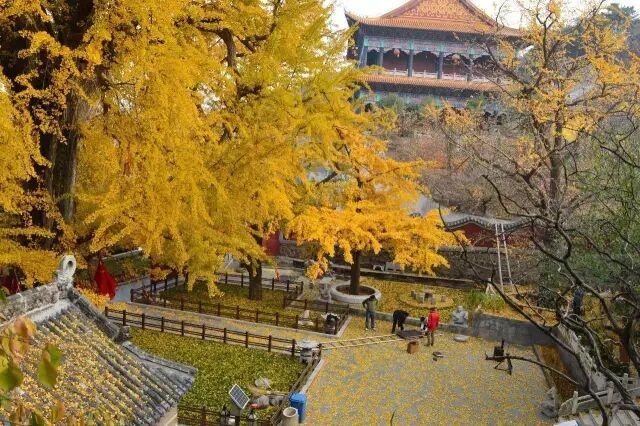 邂逅沂水金秋，一日看尽银杏黄！