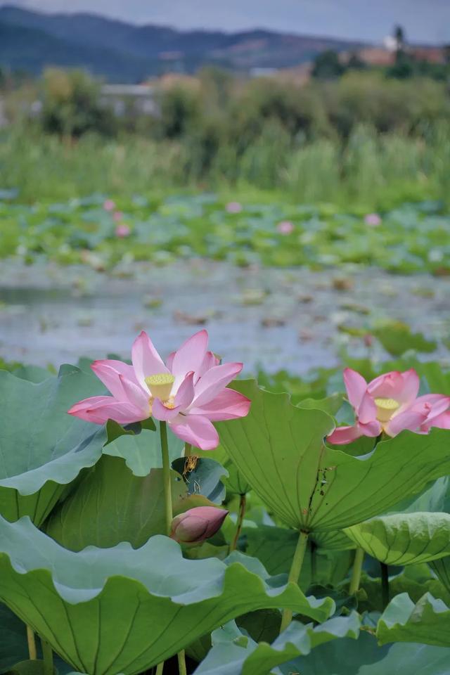 异龙湖骑行，遇见最美日落！这份环湖攻略快收好