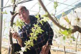 伸手就能摘！竟有这么矮的果树图片