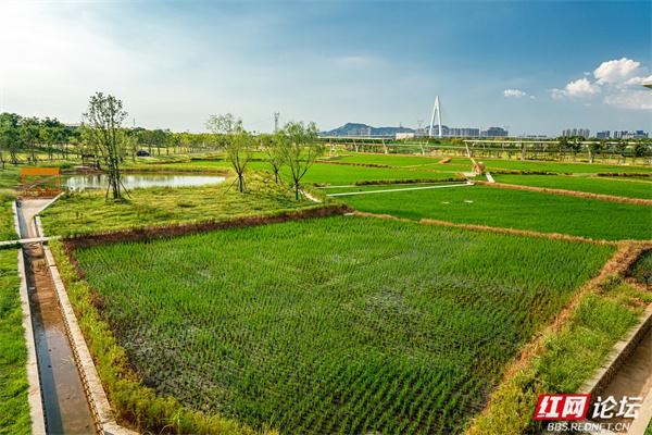 自然就在窗外！大泽湖近自然湿地公园：在城市客厅，邂逅羽翼天堂