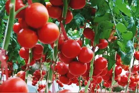 番茄空洞果的病因与防治图片