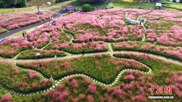 广西南宁：粉黛花海引游人