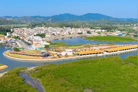 冬至阳西，“蚝”事连连图片