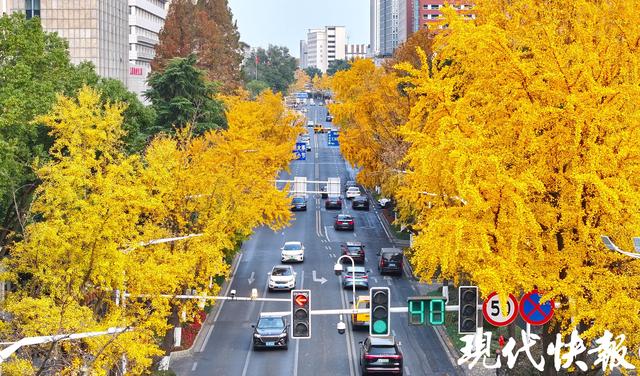 南京这条银杏大道“金色长卷”徐徐展开