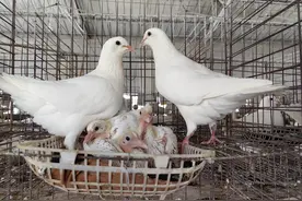 浙产肉鸽上桌，真香图片