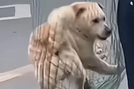 流浪狗处置不当须查明，但犬只管理更要坚持图片