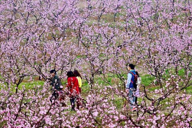 六安春季赏花地图发布！
