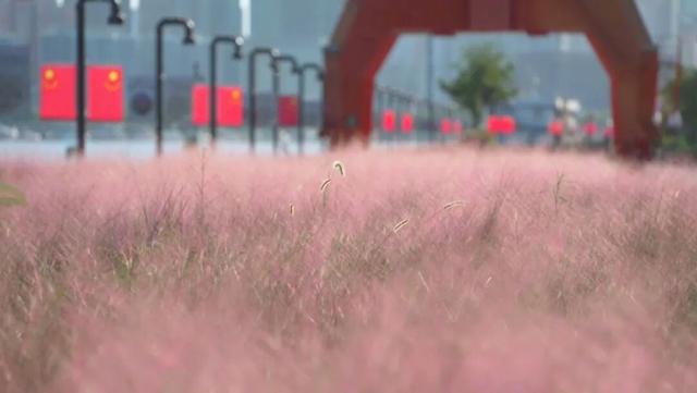 粉色“薄雾”弥漫，荻花飘逸洒脱……申城观赏草进入“最佳赏味期”