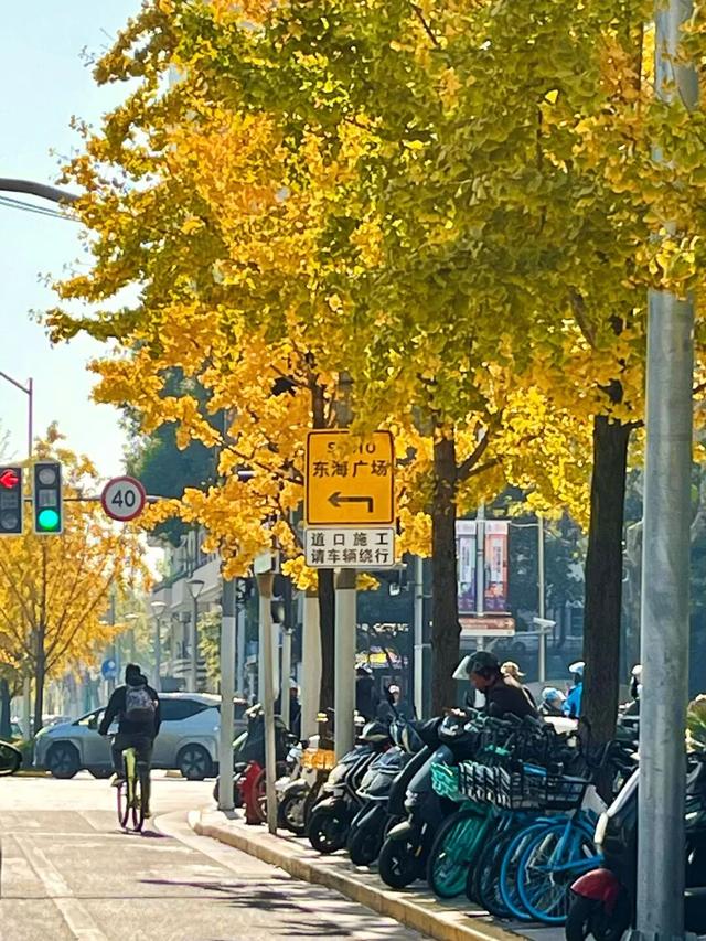 美翻了！苏河湾“红枫天桥”上线！更多金色、橙色、赭红色正在路上……来看↗