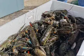 从海洋到沙漠，澳洲龙虾怎么跨越万里，定居新疆的？图片