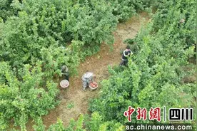 南充顺庆：“酸柠檬”成为增收“甜果果”图片