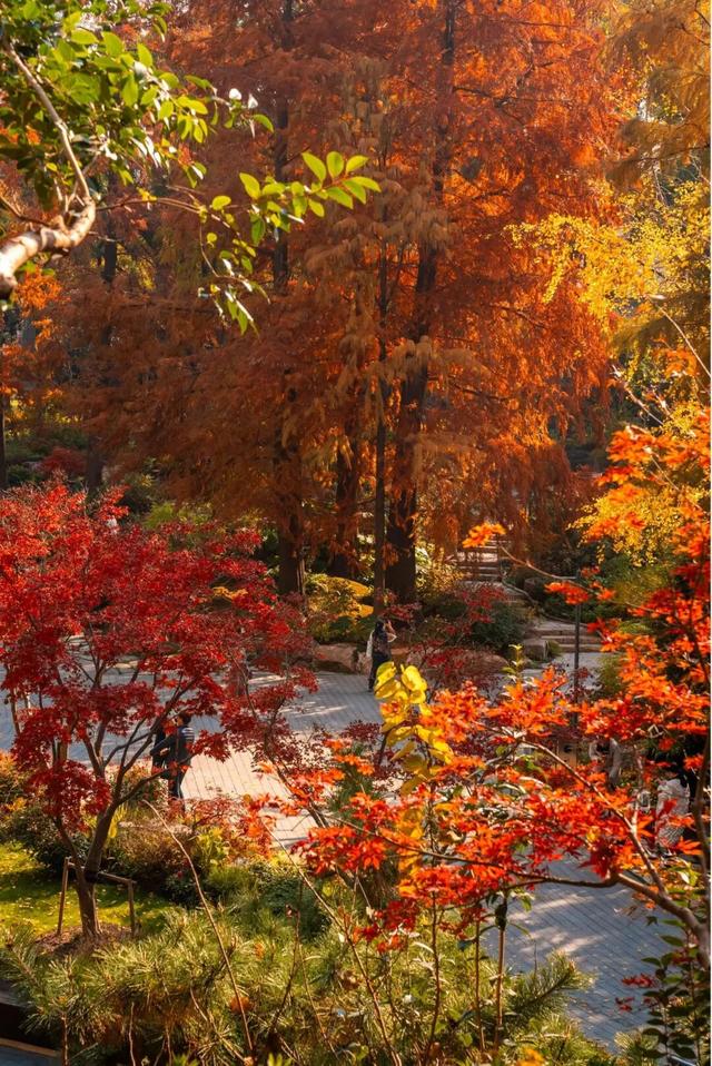 红枫+瀑布！上海市中心免费“斑斓山谷”迎来最美秋景→