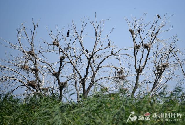 治水兴水看新疆丨玛纳斯国家湿地公园：从“一条小溪”到“候鸟天堂”