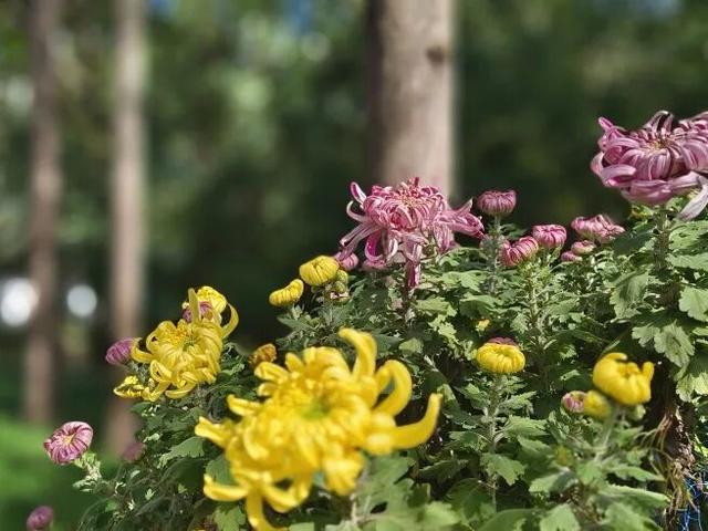 上海这个公园的桂花终于开了！还有10000+彩菊飘香→