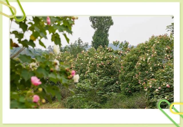 藏不住了！大足这个村的芙蓉花海，已成初冬“神仙打卡地”