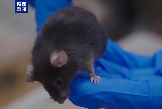 短暂“出差”太空 “小鼠航天员”太空之旅如何度过？