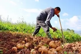 南诏镇：又是地瓜成熟时 田间地头话增收图片