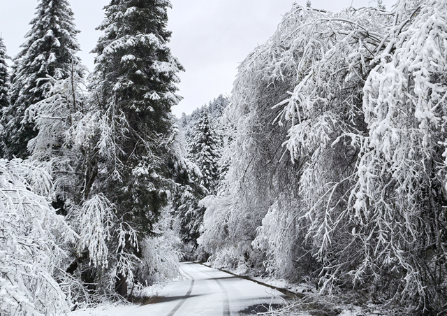 青睐绵阳 ‖ 彩林未尽，大雪已至！初冬的平武美成水墨画卷~