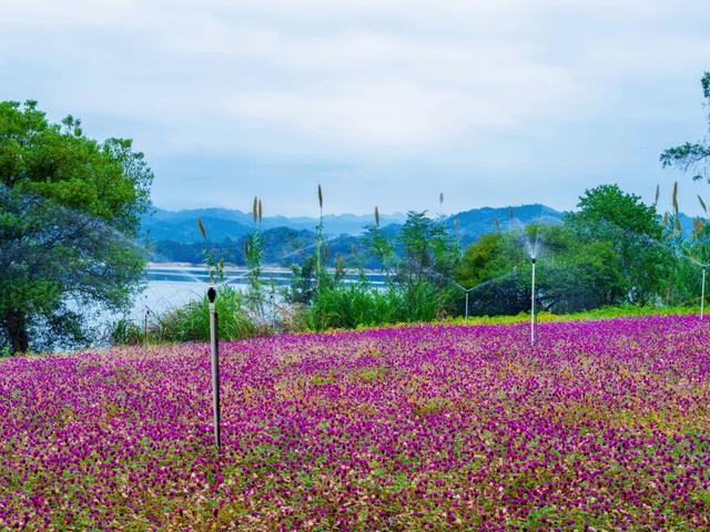 秋日惊喜！千岛湖花海正热烈~