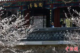 海棠春花文化节将在北京陶然亭公园开启 北美海棠品种亮相图片