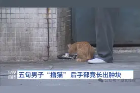 “撸猫”之后得了“怪病”！医生提醒……图片