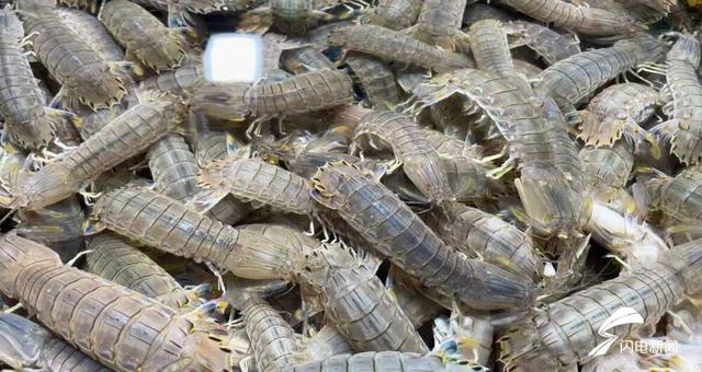 海鳗鱼的价格 2026年海鳗鱼多少钱一斤